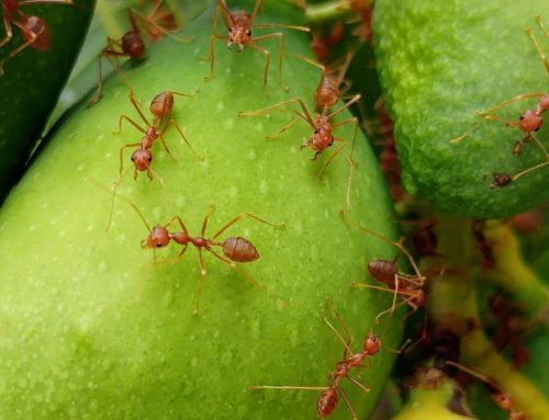 How to Control Fire Ants