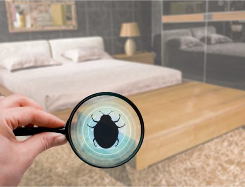 Everything You Need to Know About Bed Bugs in Austin