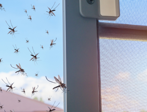 Enjoy a Mosquito-Free Summer: Tips for Austin Residents