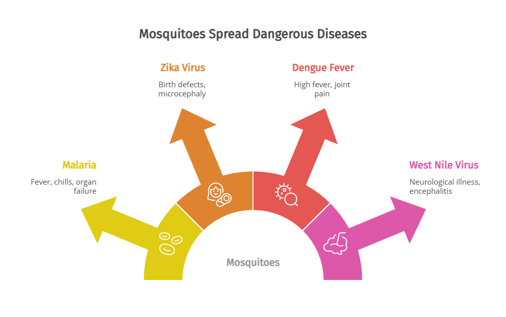 Common Diseases Spread by Mosquitoes