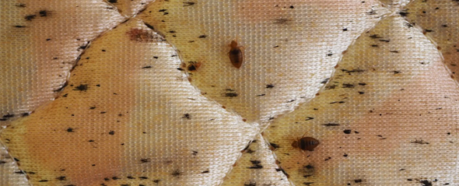 bed bugs