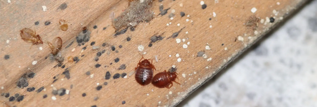 bed bug shells
