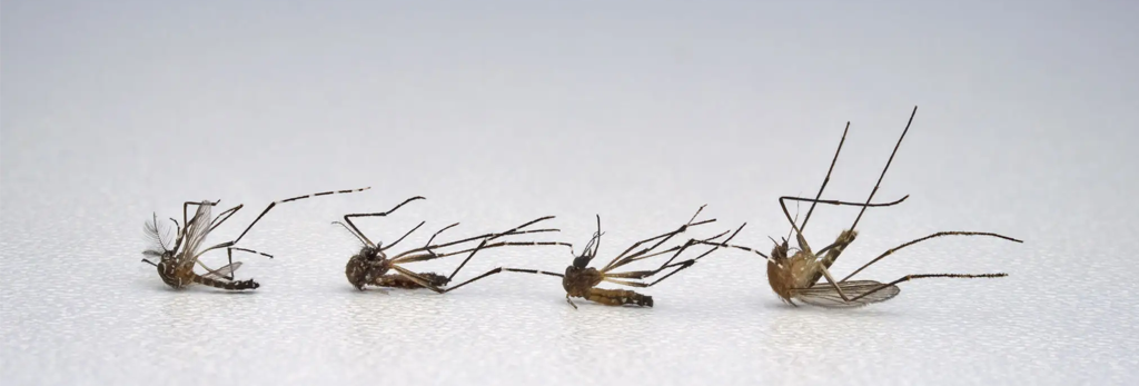 dead mosquitoes