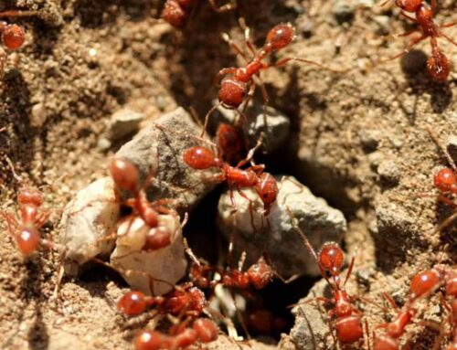 What Are the Signs of a Fire Ant Infestation?