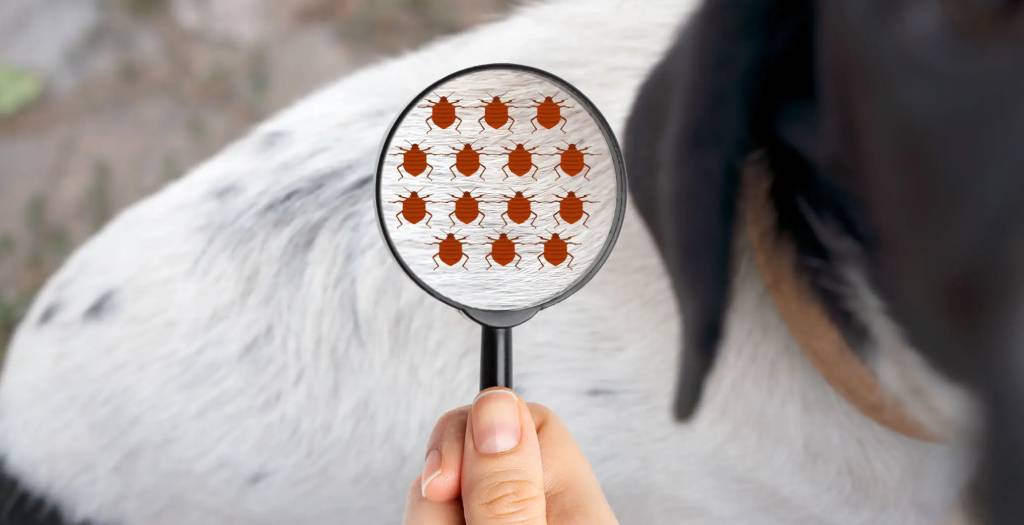 flea removal service