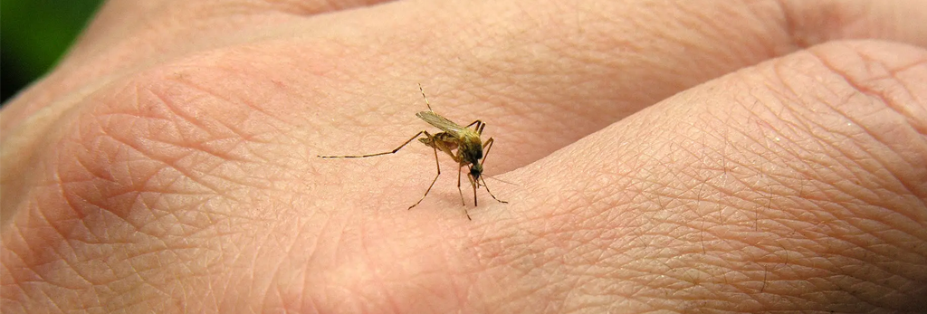 mosquito bite