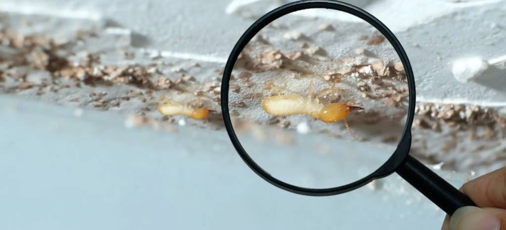 termite inspection