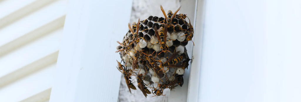 wasp removal