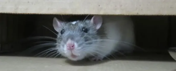 rodent sneaking