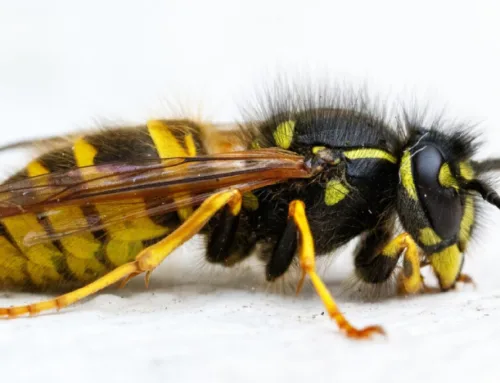 Do Pest Control Get Rid of Wasps? (Yes, and Here’s Why You Should Let Them)