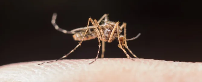 mosquito bite