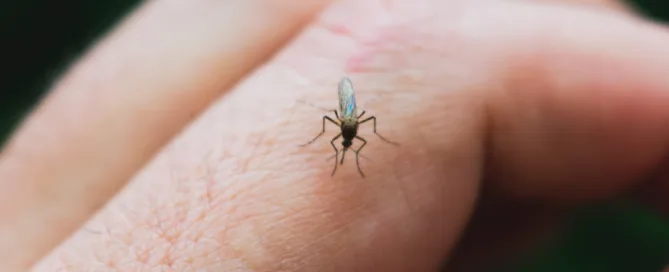 Mosquito-Borne Diseases