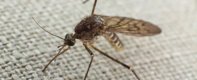 Residential Mosquito Control