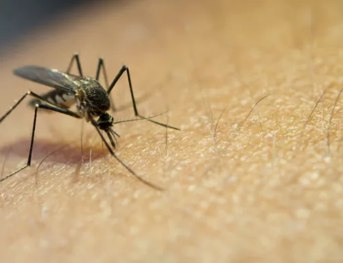 Seasonal Mosquito Control Calendar: A Month-by-Month Plan for Austin, TX