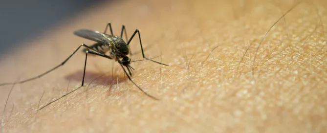 Seasonal Mosquito Control Calendar