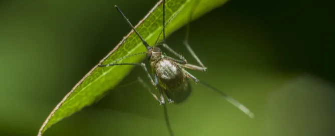 mosquito in a grass